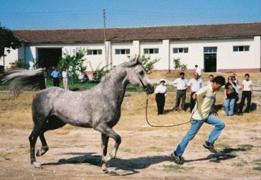 XXXIX Seklavi 23-96 from Sultansuyu Stud Farm, photograph taken by Natalie Meredith.
